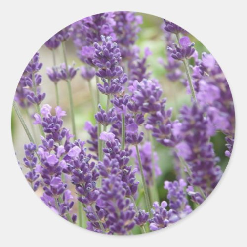 Field of Purple Lavender Flowers Classic Round Sticker