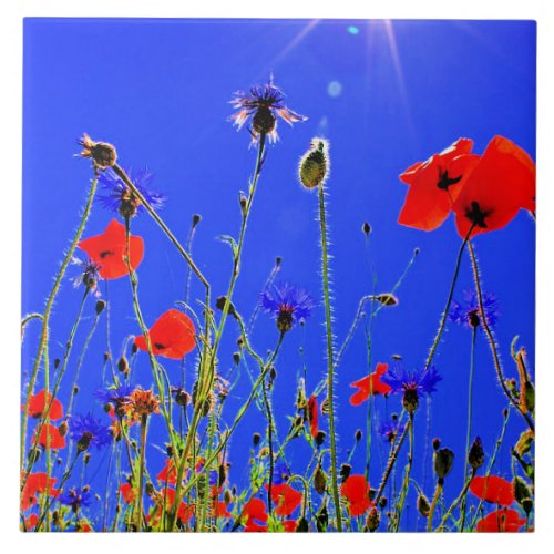 Field of Red Poppies Ceramic Tile