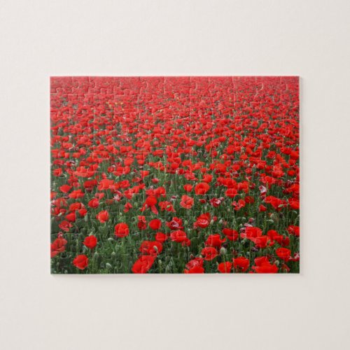 Field of Red Poppies Jigsaw Puzzle
