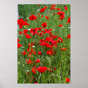 Field of red poppies poster