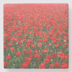 Field of Red Poppies Stone Coaster