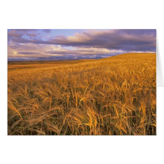 Field of Ripening Barley along the Rocky (Front Horizontal)