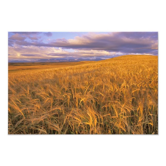 Field of Ripening Barley along the Rocky Photo Print (Front)