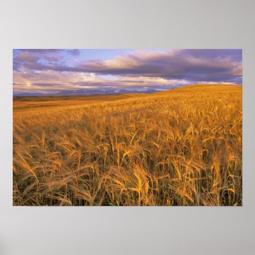 Field of Ripening Barley along the Rocky Poster