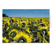Field of Sunflowers (Front Horizontal)