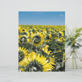 Field of Sunflowers (Standing Front)