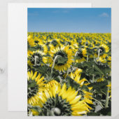 Field of Sunflowers (Front/Back)