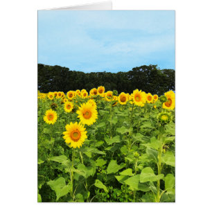 Field of Sunflowers