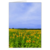 Field of Sunflowers (Front)