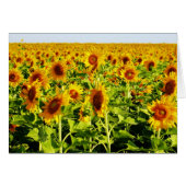 Field of Sunflowers (Front Horizontal)