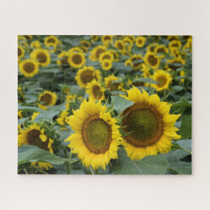 Field of Sunflowers - 16x20 inch Jigsaw Puzzle