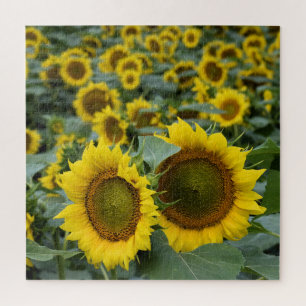 Field of Sunflowers - 20x20 inch Jigsaw Puzzle