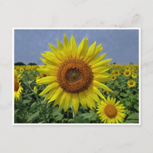 Field of Sunflowers and Blue Sky Postcard