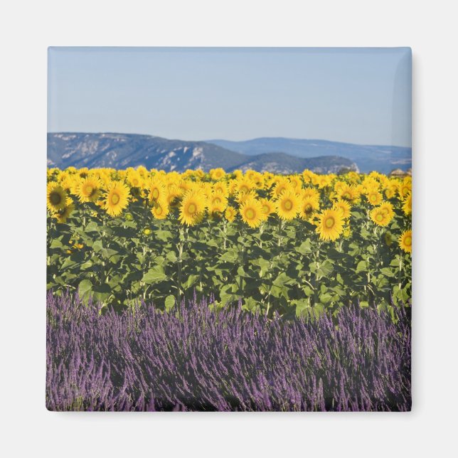 Field of sunflowers and lavender flowers, magnet (Front)