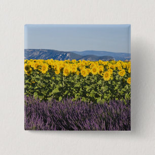 Field of sunflowers and lavender flowers, pinback button