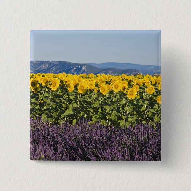 Field of sunflowers and lavender flowers, pinback button (Front)
