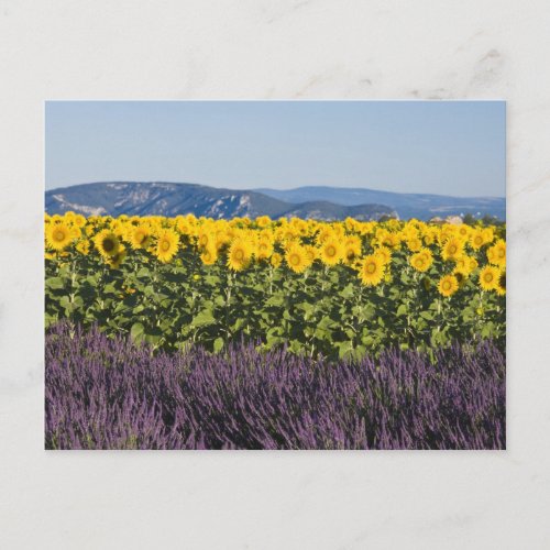 Field of sunflowers and lavender flowers postcard