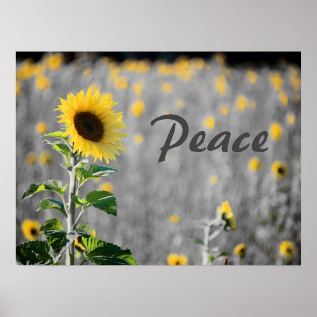 Field of Sunflowers, Black & White, Peace Poster (Front)