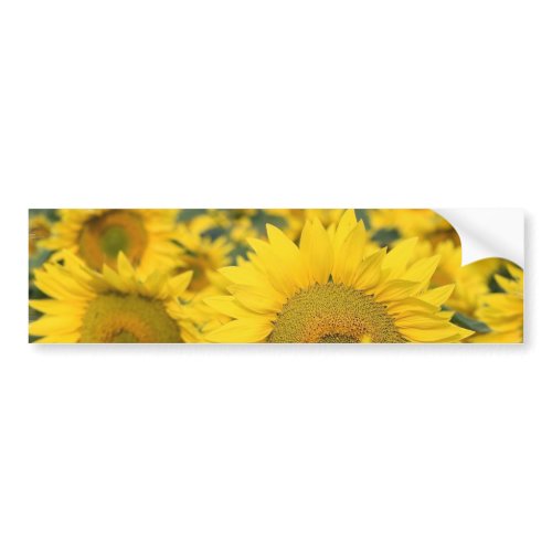 Field of Sunflowers Bumper Sticker