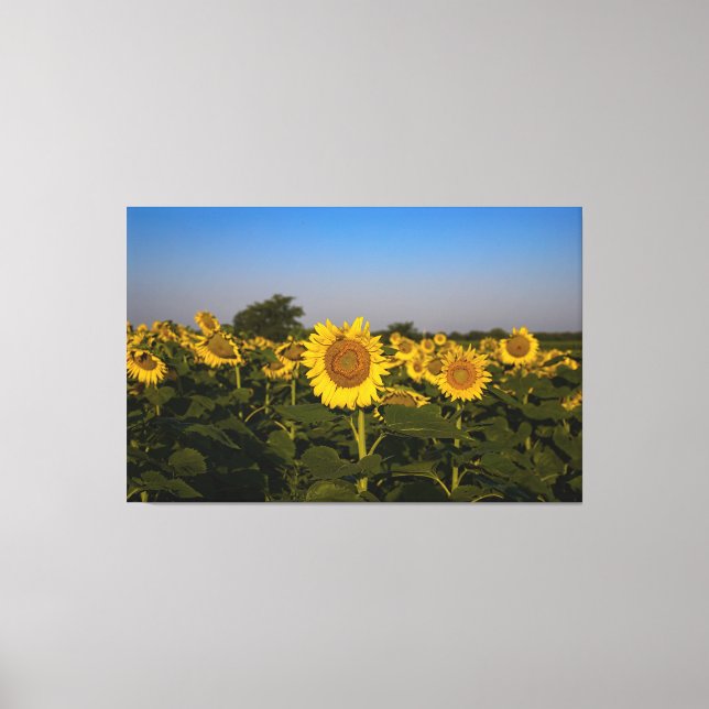 Field of Sunflowers Canvas Print (Front)