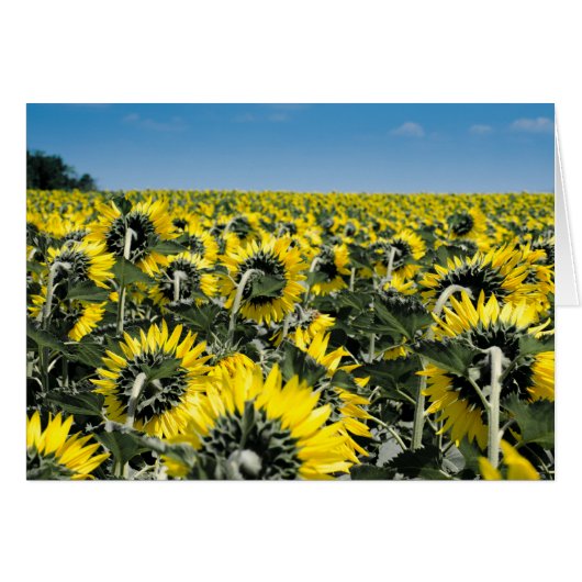 Field of Sunflowers Cards (Front Horizontal)
