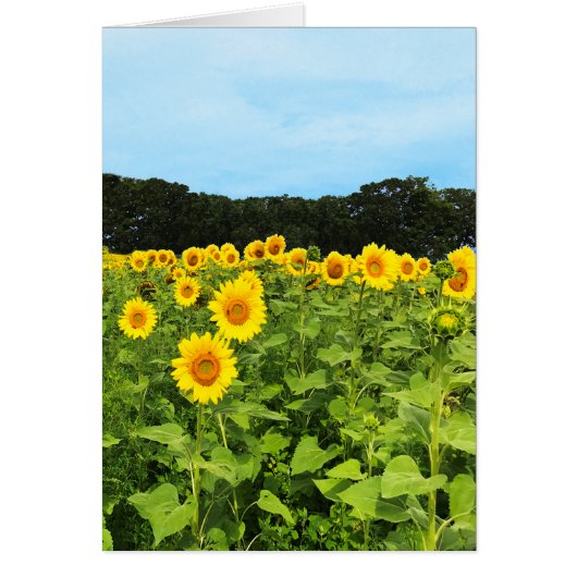 Field of Sunflowers Cards (Front)