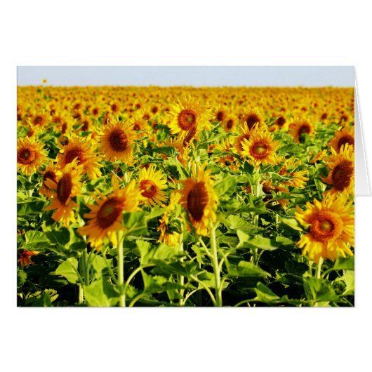 Field of Sunflowers Cards (Front Horizontal)