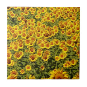 Field of Sunflowers Ceramic Tile