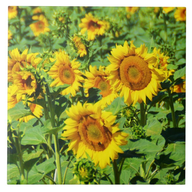 Field of sunflowers ceramic tile (Front)