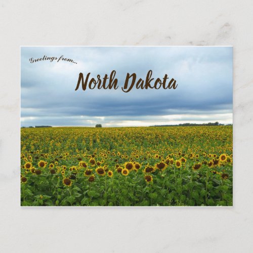 Field of Sunflowers in North Dakota USA Postcard