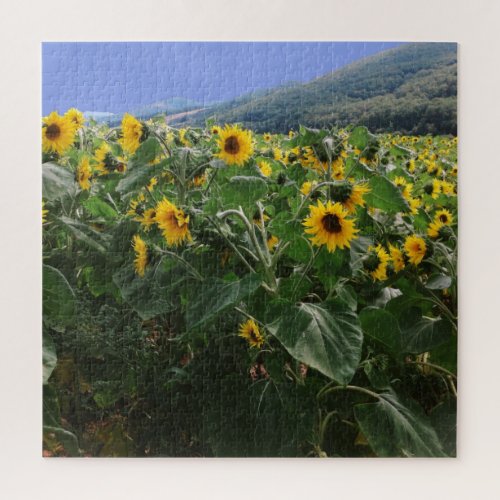 Field of Sunflowers In South of France Jigsaw Puzzle