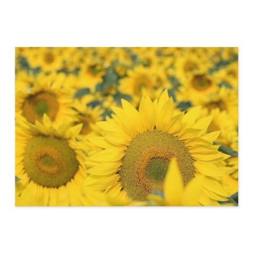 Field of Sunflowers Invitation