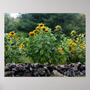 Field Of Sunflowers Orton Art Poster