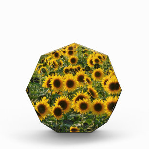 Field of Sunflowers Photo Block