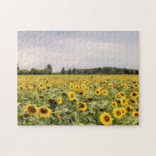 Field of Sunflowers Photo Jigsaw Puzzle