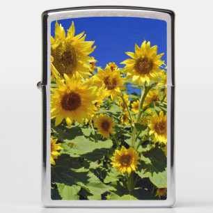 Field of Sunflowers Photograph Zippo Lighter