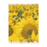 Field of Sunflowers Postcard
