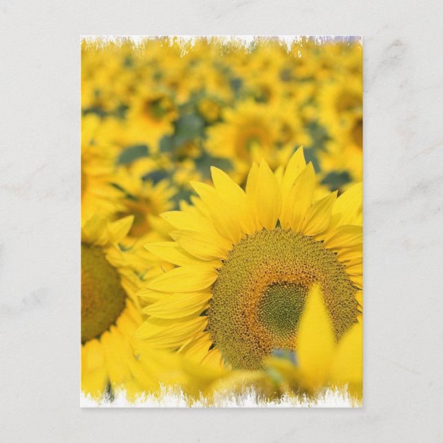 Field of Sunflowers Postcard (Front)
