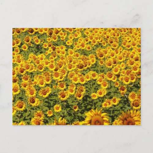 Field of Sunflowers Postcard