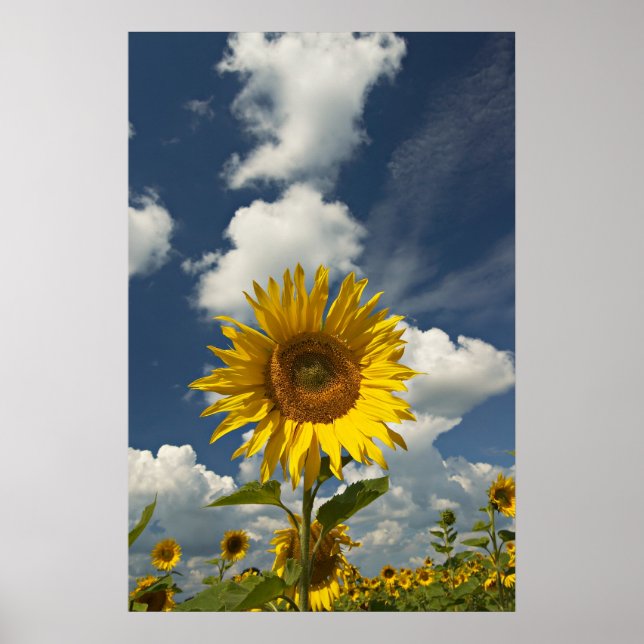 Field of Sunflowers Poster (Front)