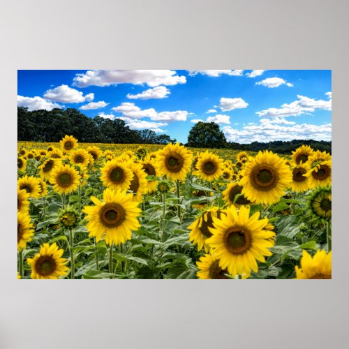 FIELD of SUNFLOWERS Poster
