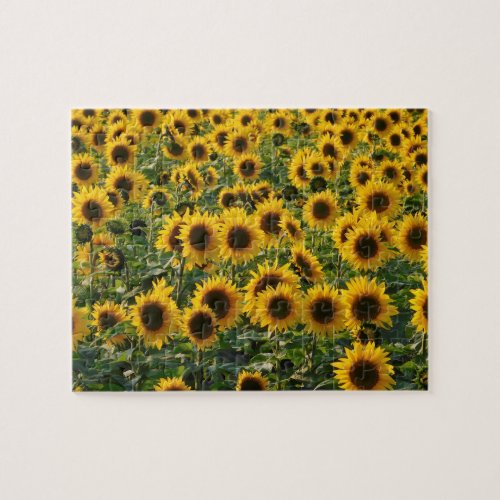 Field of Sunflowers Puzzle