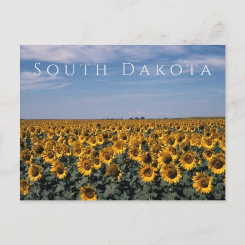 Field of Sunflowers South Dakota Postcard