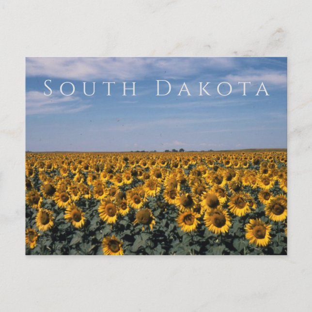 Field of Sunflowers, South Dakota Postcard (Front)