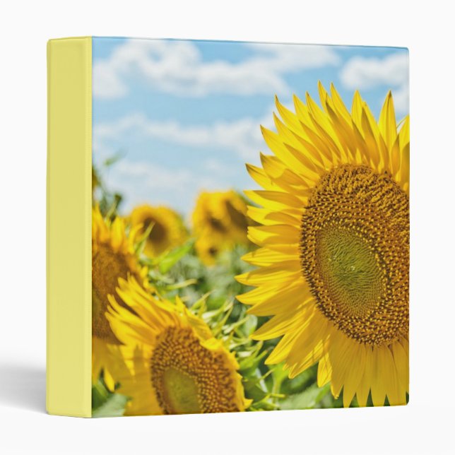***FIELD OF SUNFLOWERS*** SPECIAL PHOTO ALBUMN 3 RING BINDER (Front/Spine)