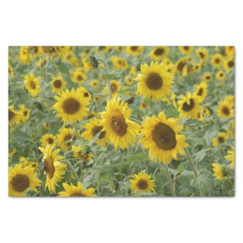 Field Of Sunflowers Tissue Paper by KraftyKays at Zazzle