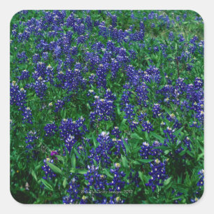 Field of Texas Bluebonnets Square Sticker