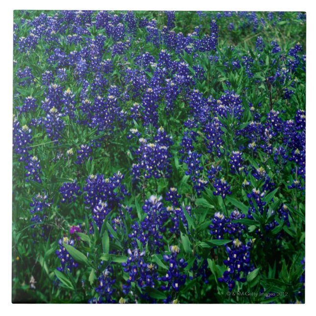 Field of Texas Bluebonnets Tile (Front)