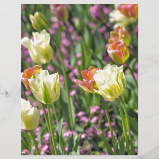 Field of tulips (Front)