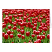 Field of Tulips (Front Horizontal)